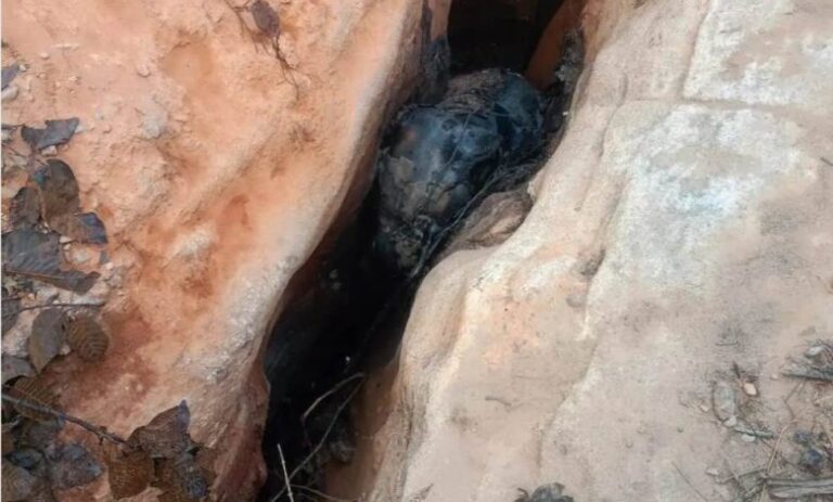 IMG_20260128_195637-780x470